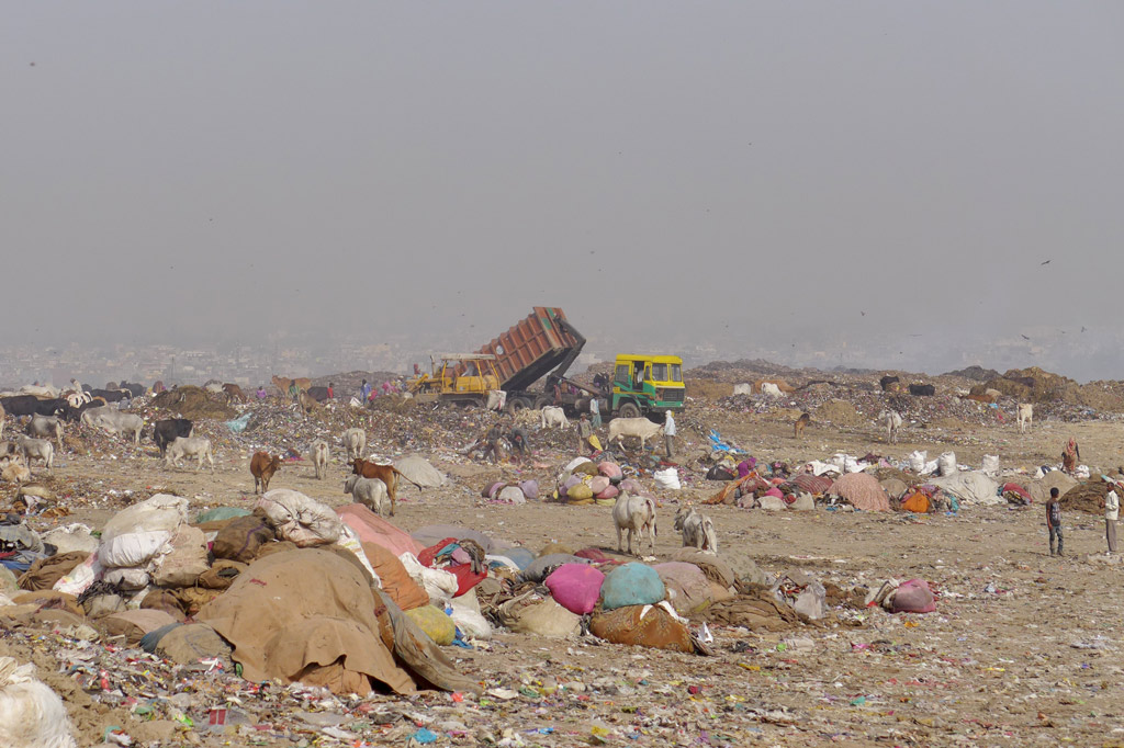 Müll: "Lebensraum" für Menschen und Tiere: Müllkippe in Neu-Delhi